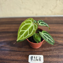 Load image into Gallery viewer, #R168 Three x Anthurium Crystallinum x