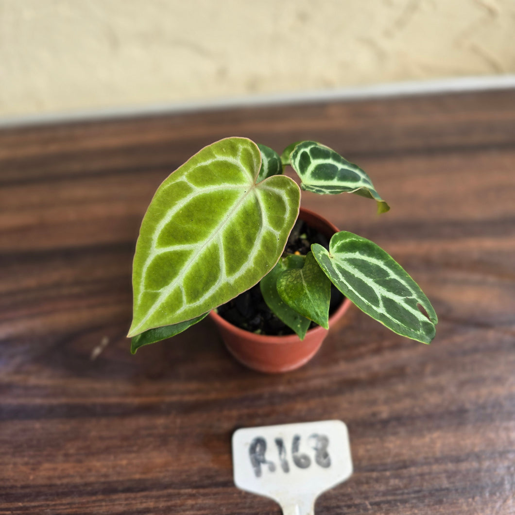 #R168 Three x Anthurium Crystallinum x