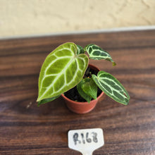 Load image into Gallery viewer, #R168 Three x Anthurium Crystallinum x