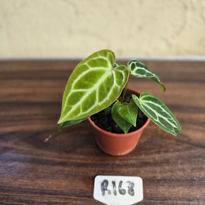 #R168 Three x Anthurium Crystallinum x