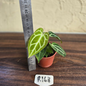#R168 Three x Anthurium Crystallinum x