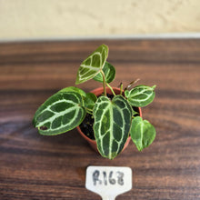 Load image into Gallery viewer, #R168 Three x Anthurium Crystallinum x