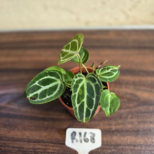 #R168 Three x Anthurium Crystallinum x