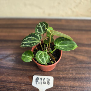#R168 Three x Anthurium Crystallinum x