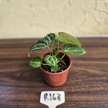 Load image into Gallery viewer, #R168 Three x Anthurium Crystallinum x