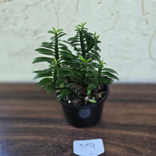 Load image into Gallery viewer, #D54 Pedilanthus Tithymaloides