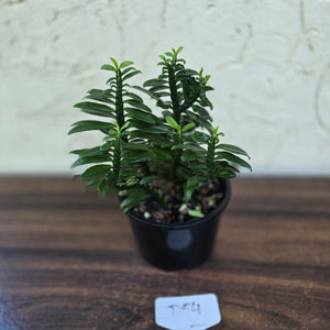 #D54 Pedilanthus Tithymaloides