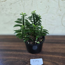 Load image into Gallery viewer, #D54 Pedilanthus Tithymaloides