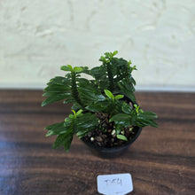 Load image into Gallery viewer, #D54 Pedilanthus Tithymaloides