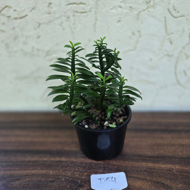 #D54 Pedilanthus Tithymaloides