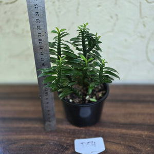 #D54 Pedilanthus Tithymaloides