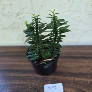#D54 Pedilanthus Tithymaloides