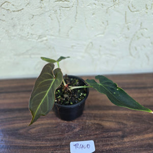 #R400 Dark Anthurium NOID