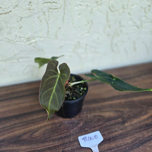 #R400 Dark Anthurium NOID