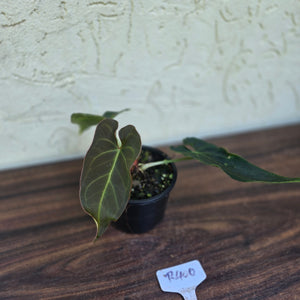 #R400 Dark Anthurium NOID
