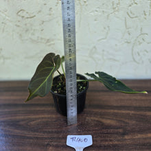Load image into Gallery viewer, #R400 Dark Anthurium NOID