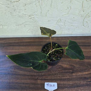 #R400 Dark Anthurium NOID