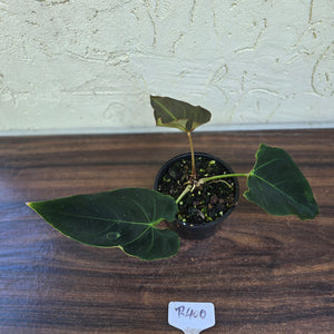 #R400 Dark Anthurium NOID