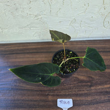 Load image into Gallery viewer, #R400 Dark Anthurium NOID