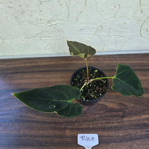 #R400 Dark Anthurium NOID