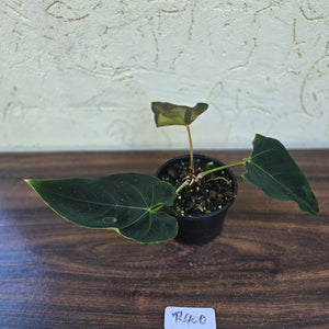 #R400 Dark Anthurium NOID