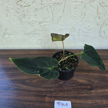 Load image into Gallery viewer, #R400 Dark Anthurium NOID