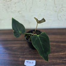 Load image into Gallery viewer, #R400 Dark Anthurium NOID