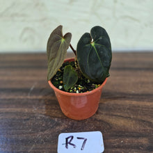 Load image into Gallery viewer, #R7 Anthurium (Papillilaminum x Black Sensation) x