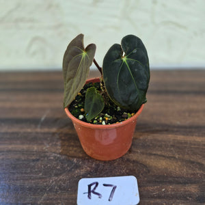 #R7 Anthurium (Papillilaminum x Black Sensation) x