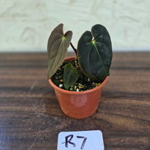 Load image into Gallery viewer, #R7 Anthurium (Papillilaminum x Black Sensation) x