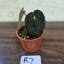 Load image into Gallery viewer, #R7 Anthurium (Papillilaminum x Black Sensation) x