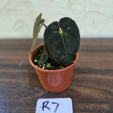 #R7 Anthurium (Papillilaminum x Black Sensation) x