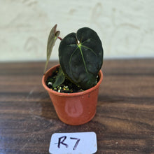 Load image into Gallery viewer, #R7 Anthurium (Papillilaminum x Black Sensation) x