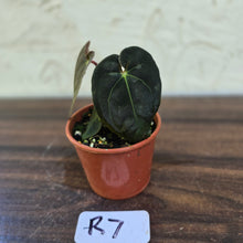 Load image into Gallery viewer, #R7 Anthurium (Papillilaminum x Black Sensation) x