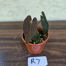 Load image into Gallery viewer, #R7 Anthurium (Papillilaminum x Black Sensation) x