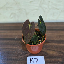 Load image into Gallery viewer, #R7 Anthurium (Papillilaminum x Black Sensation) x