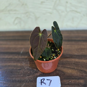 #R7 Anthurium (Papillilaminum x Black Sensation) x