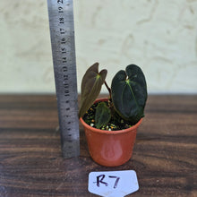 Load image into Gallery viewer, #R7 Anthurium (Papillilaminum x Black Sensation) x