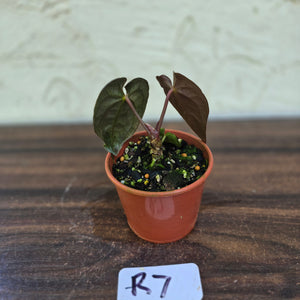 #R7 Anthurium (Papillilaminum x Black Sensation) x
