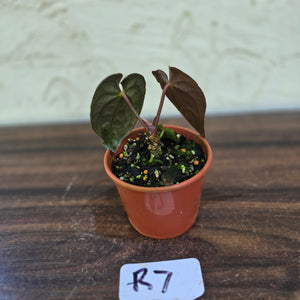 #R7 Anthurium (Papillilaminum x Black Sensation) x