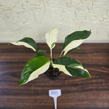 Load image into Gallery viewer, #R33 Spathiphyllum Picasso