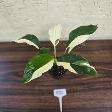 Load image into Gallery viewer, #R33 Spathiphyllum Picasso