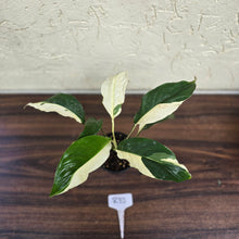 Load image into Gallery viewer, #R33 Spathiphyllum Picasso