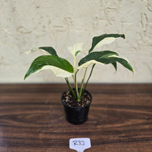 Load image into Gallery viewer, #R33 Spathiphyllum Picasso