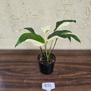 #R33 Spathiphyllum Picasso