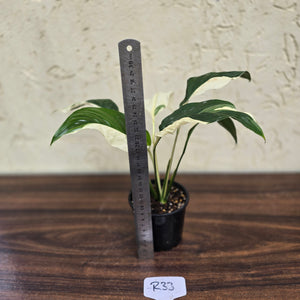 #R33 Spathiphyllum Picasso