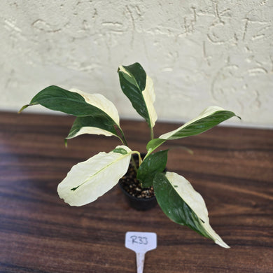 #R33 Spathiphyllum Picasso