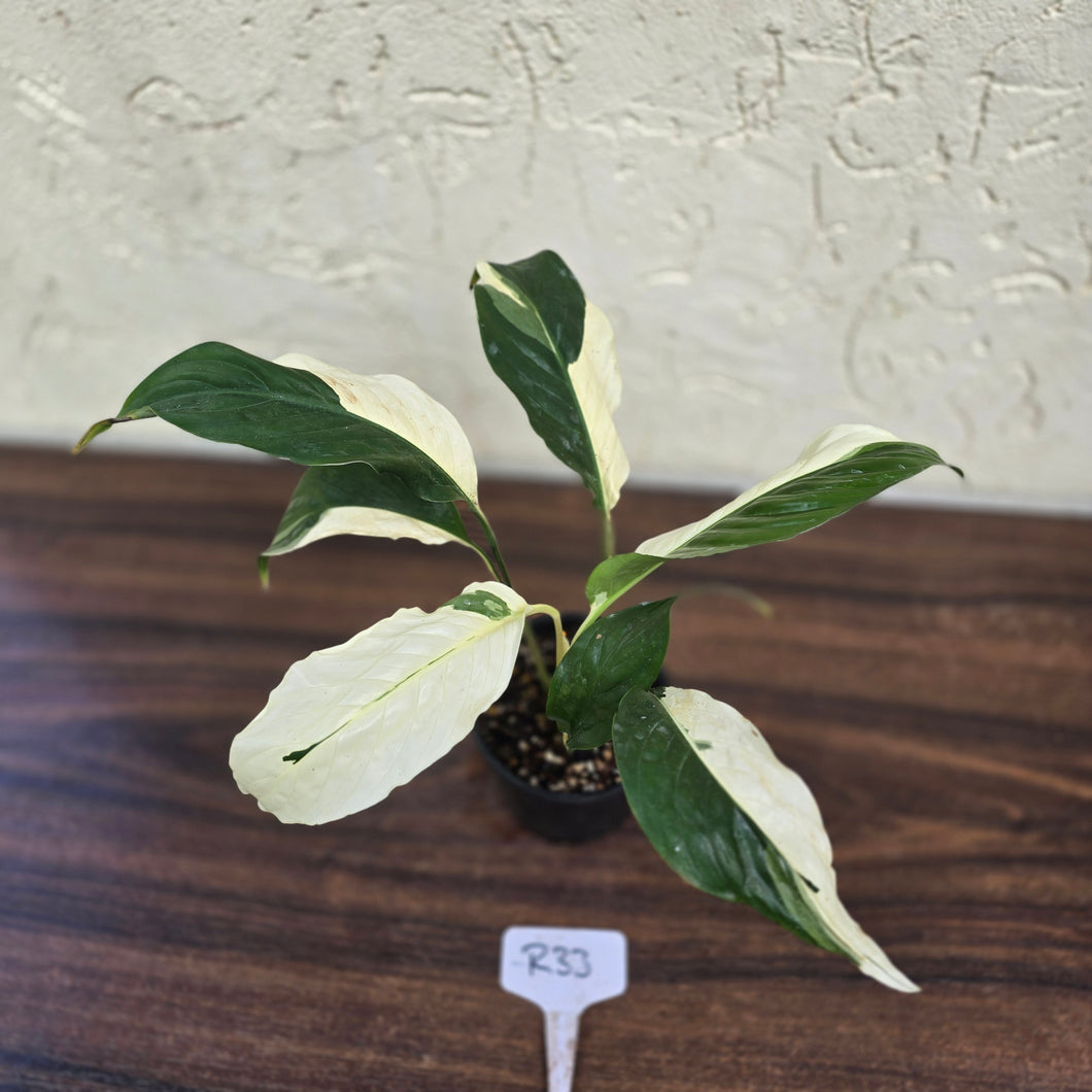 #R33 Spathiphyllum Picasso