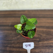 Load image into Gallery viewer, #D76 Two x Anthurium Sp. From Chapada Diamantina Brazil