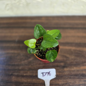 #D76 Two x Anthurium Sp. From Chapada Diamantina Brazil